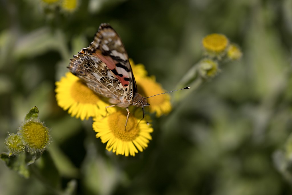 Vanessa cardui Distelvlinder vlinder vlinders nederland insect insecten lepidoptera rups dagvlinder nachtvlinder mot motten pop larve